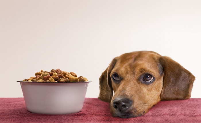 7 Benefits of a Fresh Pet Meal Delivery Service 